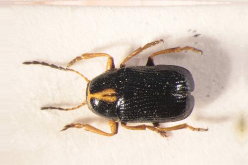 Réf. 350 322 : Cryptocephalus decemmaculatus